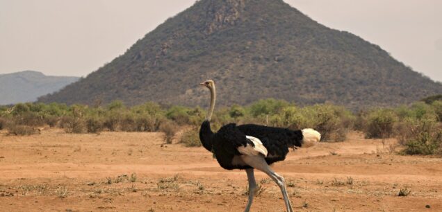 NGORONGORO CONSERVATION AREA