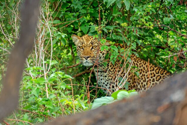 10 DAY TREASURES OF AFRICA IN 3 STAR