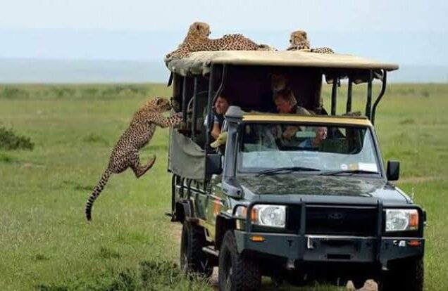 Big Five Safari: 4-Day Maasai Mara Adventure (Luxury Retreat)